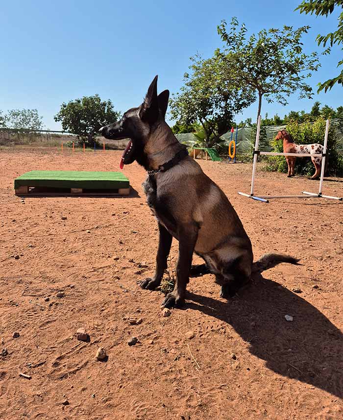 SBT Adiestramiento perro